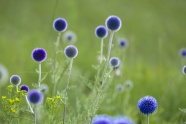 漂亮蓝色花朵图片