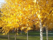 金黄色树叶的树图片