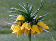 黄色贝母花图片