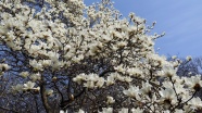 春天白色玉兰花图片