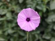 粉色花朵微距图片