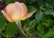 雨后粉色玫瑰花图片
