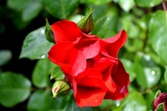 艳丽红玫瑰图片