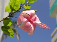粉色锦葵花图片