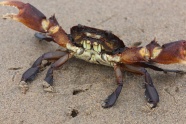 海滩上的螃蟹图片
