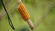 一根玉米棒图片