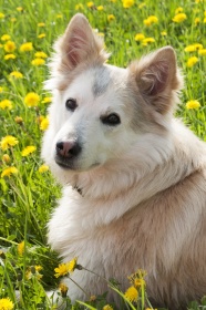 可爱西伯利亚犬宠物写真