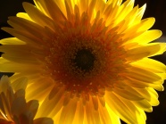 黄色菊花微距图片