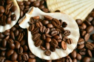 新鲜咖啡豆植物图片