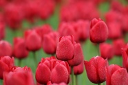 红色郁金香花海图片