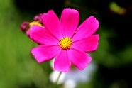 粉红色花朵微距图片