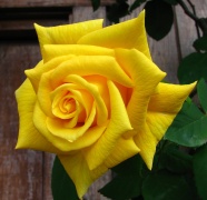 黄色玫瑰花微距图片