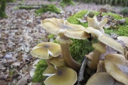菌类植物蘑菇图片