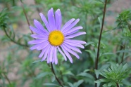 紫色灿烂花朵图片
