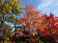 深秋红树叶图片