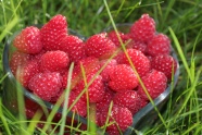 红色诱人山莓图片