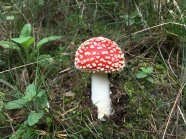 草地红色毒蘑菇图片
