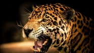 凶猛猎豹摄影图