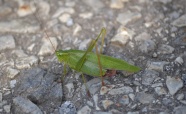 绿色蝗虫摄影图片