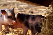 可爱小猪头像图片
