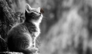 仰望的宠物猫黑白图片