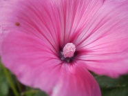 粉红色大花朵图片