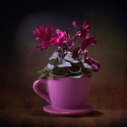 紫罗兰唯美盆栽花朵图片