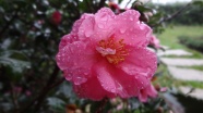 一朵雨珠山茶花图片