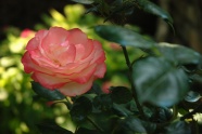 娇艳多姿玫瑰花素材图片
