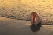 大海海螺贝壳图片
