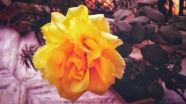 黄色玫瑰花摄影图片