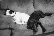 黑白宠物狗摄影图片