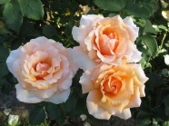 玫瑰园粉色玫瑰花图片