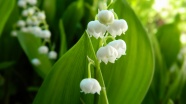 春天白色铃兰花图片