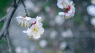 春天白色桃花唯美图片