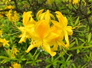 春天黄色花朵绽放图片