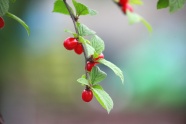 春天红浆果背景图片