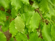 雨滴绿叶图片素材