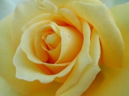黄色玫瑰花朵特写图片
