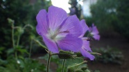 淡紫色花朵摄影图片