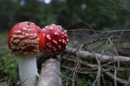 红色毒蘑菇苞图片