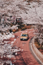 樱花公路唯美图片