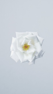 纯白花朵背景图片