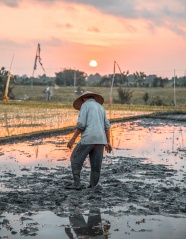农民插水稻背影图片