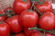 红番茄新鲜图片