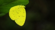 黄色蝴蝶摄影图片