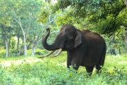 草地非洲大象图片