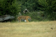 草地凶猛老虎图片