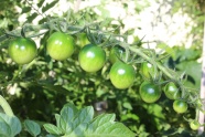 绿色西红柿摄影图片