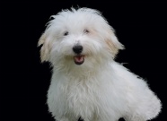 白色萌狗狗可爱图片